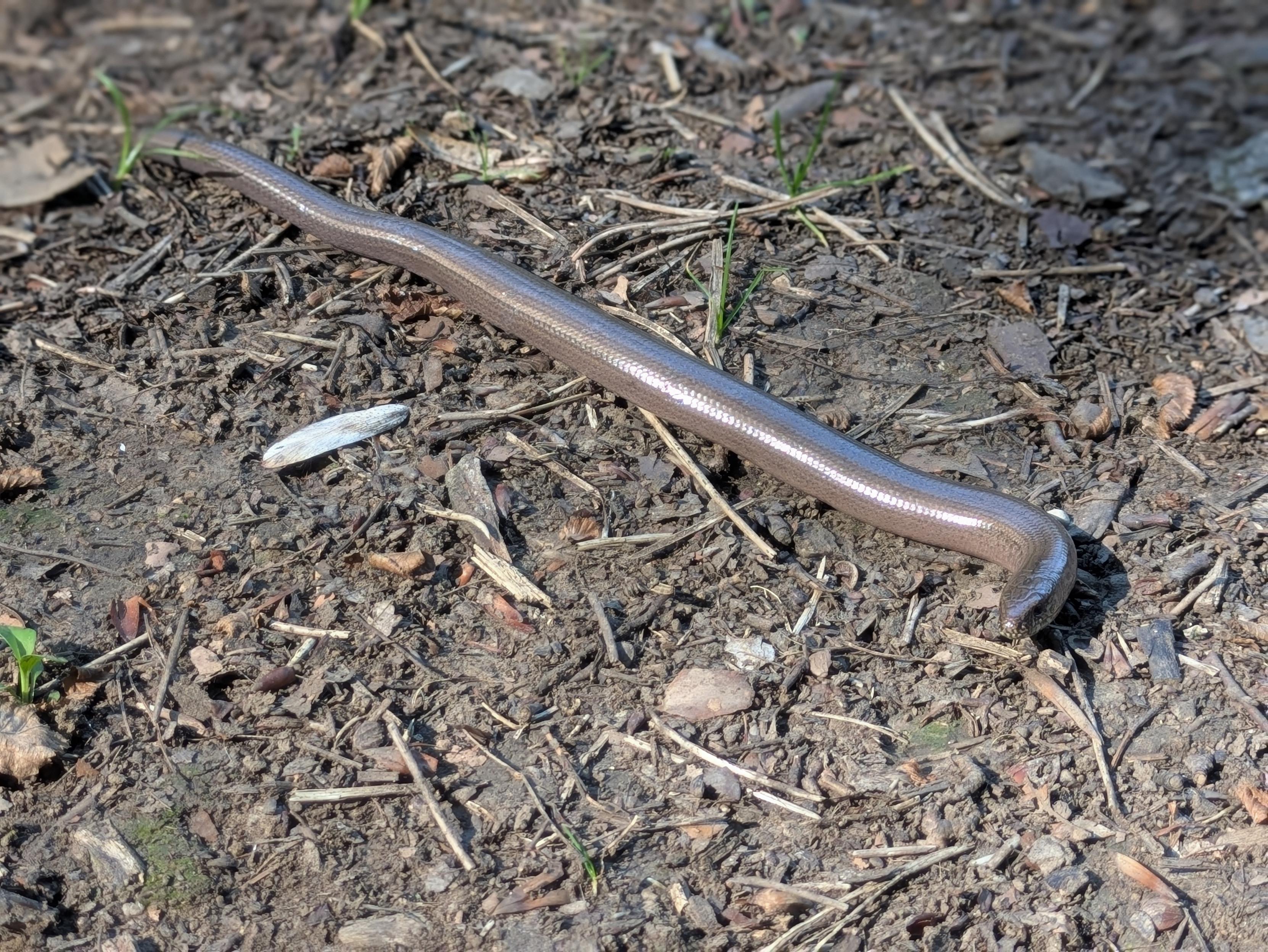 Blindschleiche auf einem Waldweg.
