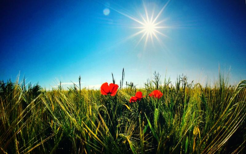 Zu sehen ist ein Kornfeld mit Mohnblumen, darüber eine strahlende Sonne am blauen Himmel. Digital gefiltertes Bild eines Screenshots (Quelle: unbekannt).