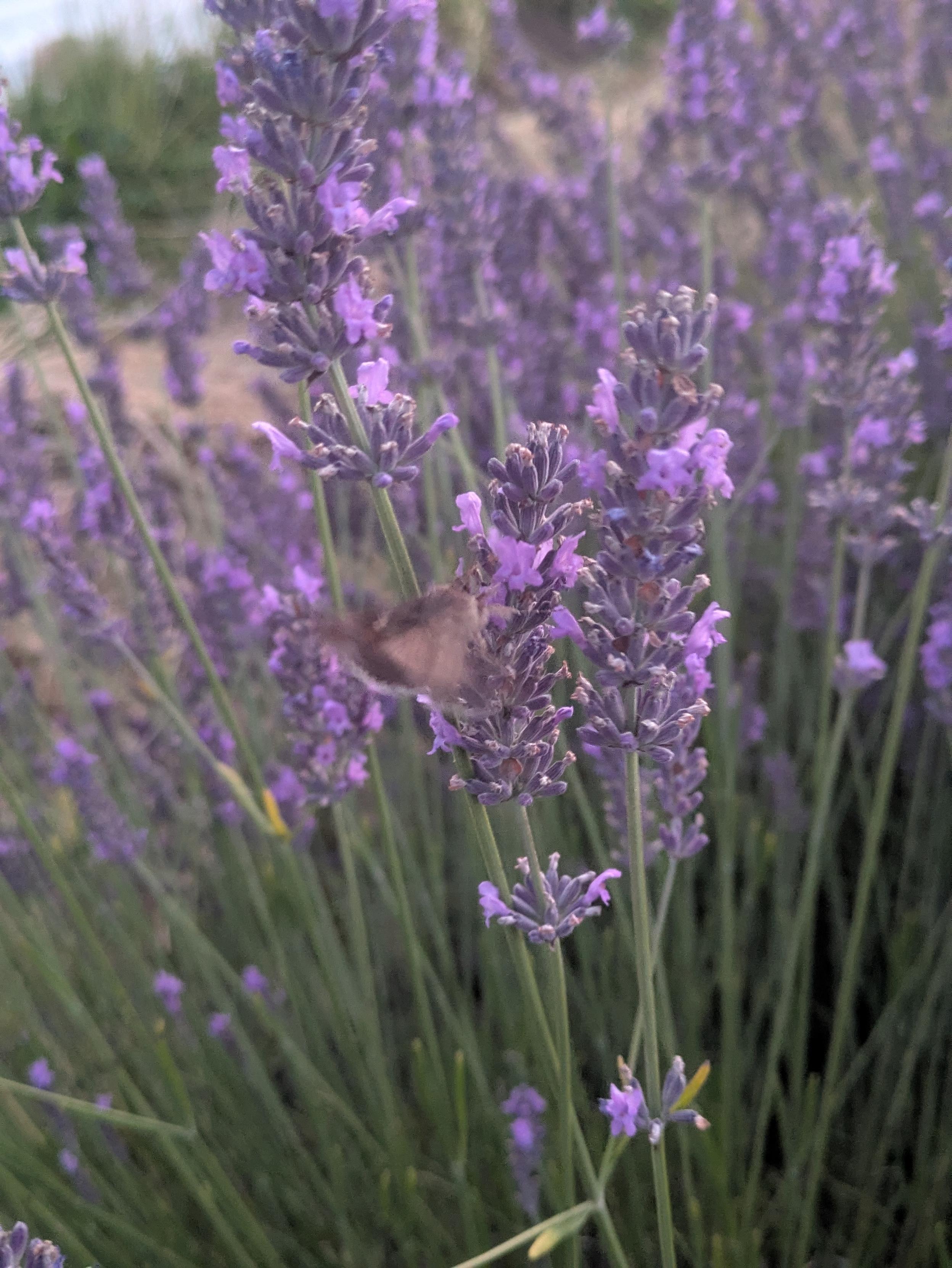 Unscharfer Nachtfalter, sitzt flatternd im Lavendel.